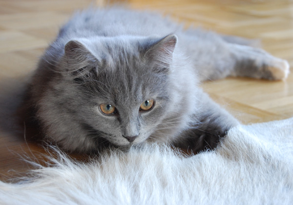 ich warte bis die Maus zu mir kommt.jpg